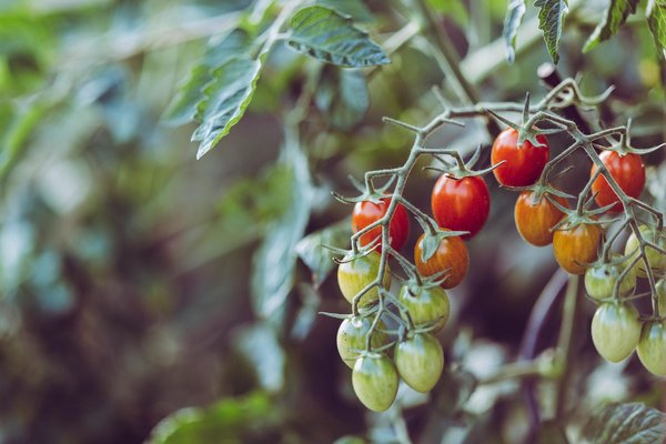Top 5 variétés naines de tomates idéales pour votre balcon